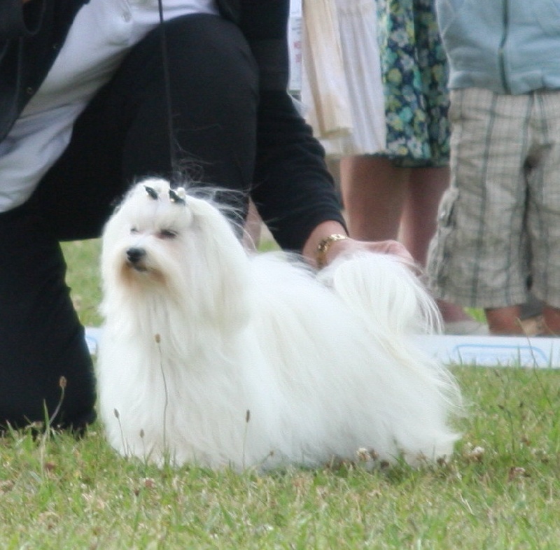 Cha-cha Du haut marais