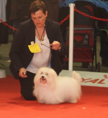 Du haut marais - PARIS DOG SHOW 2014