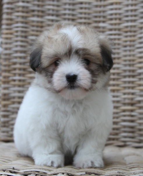 CHIOTS
